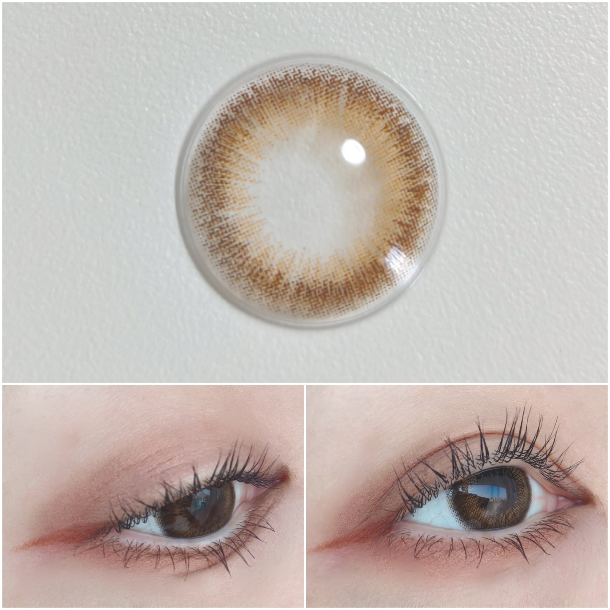 Salamanque <BROWN> 1ヶ月